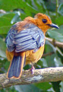 Red-capped Robin-Chat