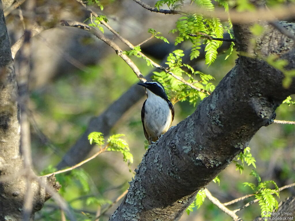 White-throated Robin-Chat