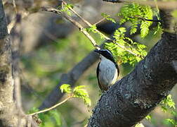 White-throated Robin-Chat