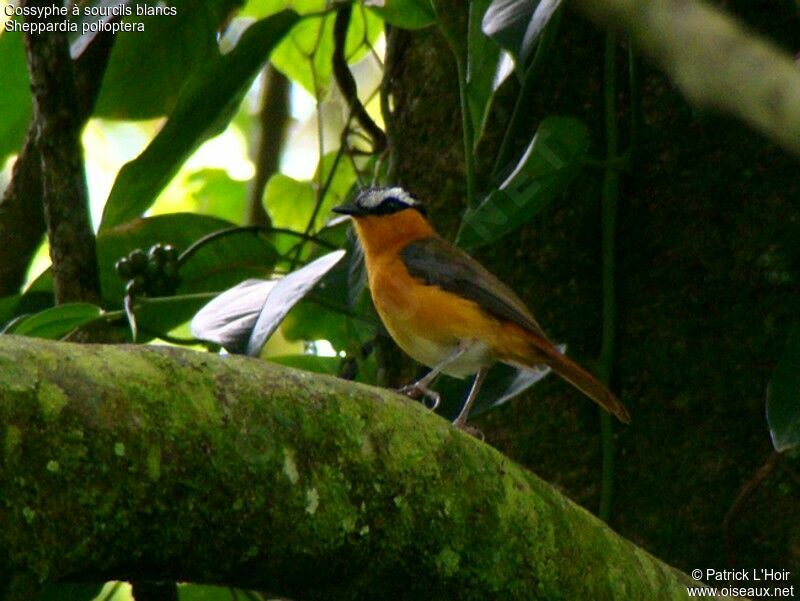 Grey-winged Robin-Chatadult