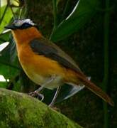 Grey-winged Robin-Chat