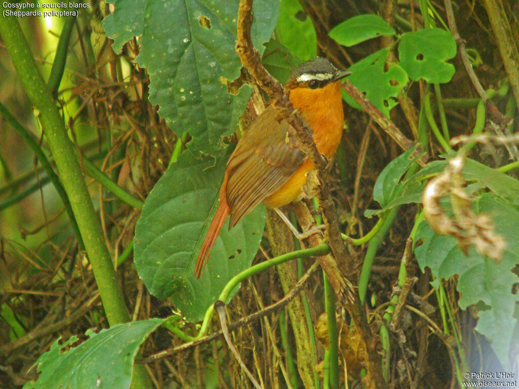 Grey-winged Robin-Chat