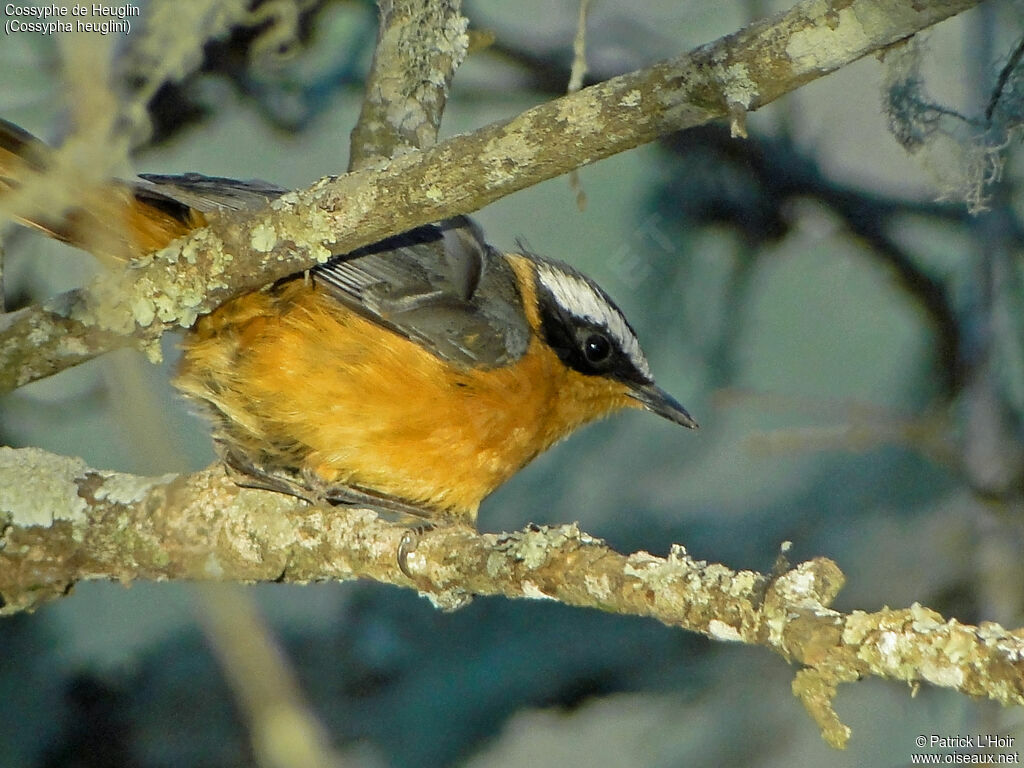 White-browed Robin-Chat