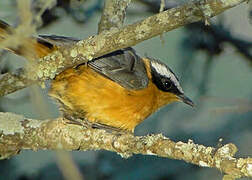 White-browed Robin-Chat