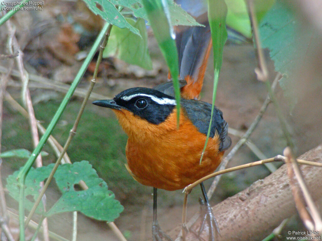 Rüppell's Robin-Chat