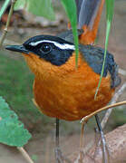 Rüppell's Robin-Chat