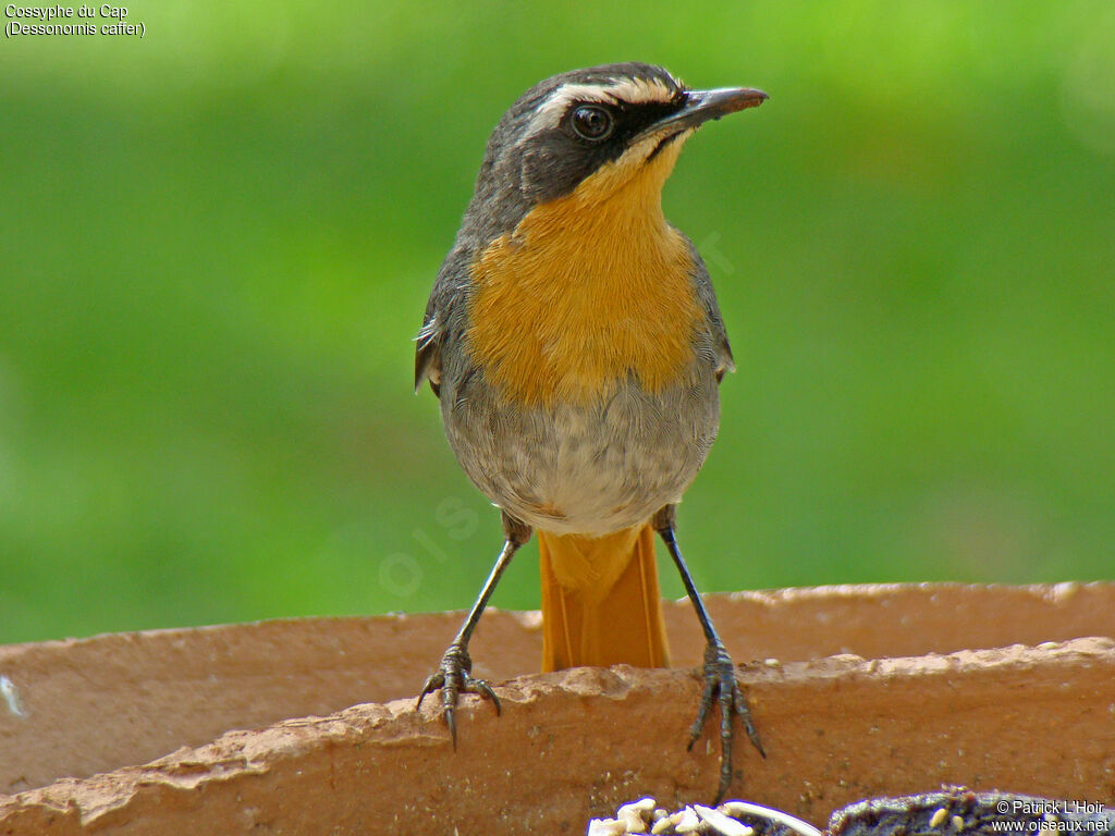 Cape Robin-Chat