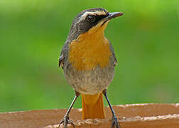 Cape Robin-Chat