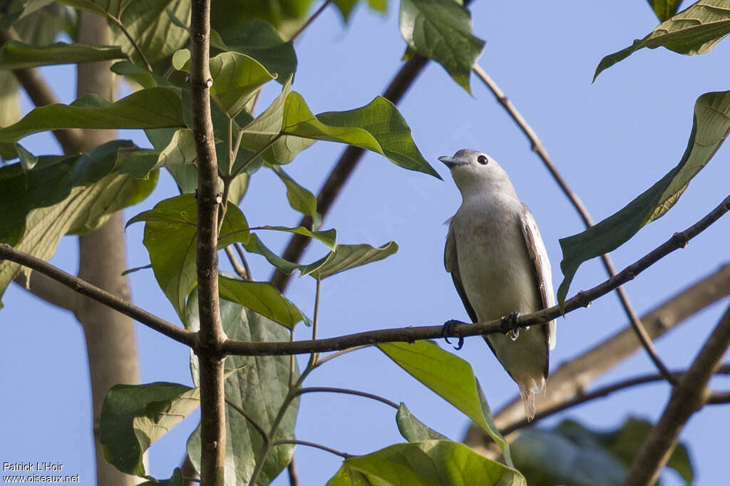 Cotinga neigeux