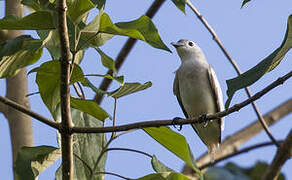 Cotinga neigeux