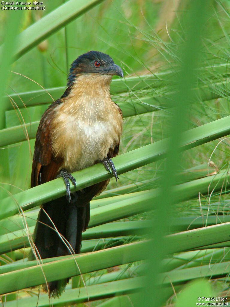 Coucal à nuque bleue