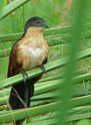 Blue-headed Coucal