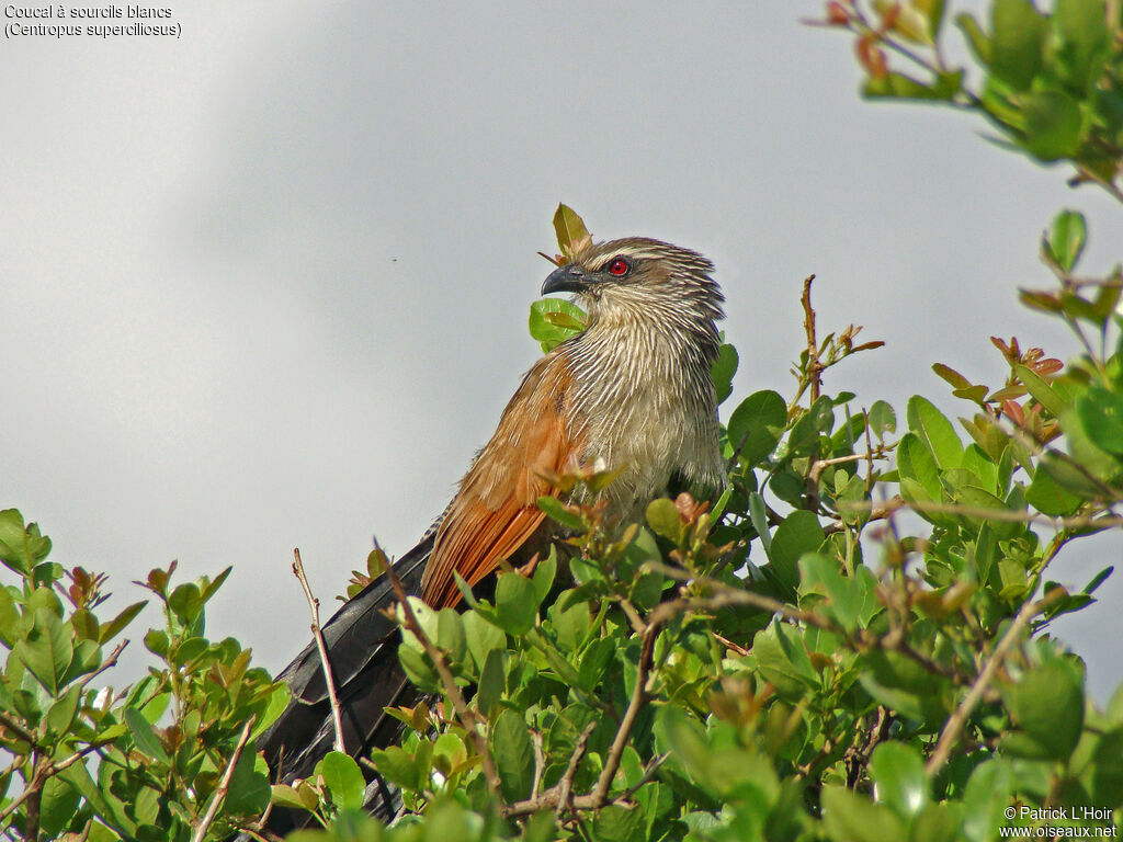 White-browed Coucal