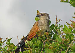 Coucal à sourcils blancs