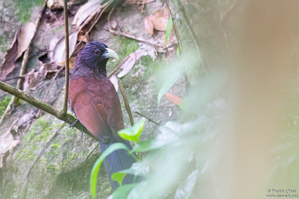 Coucal de Ceylanadulte