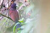 Coucal de Ceylan