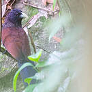 Coucal de Ceylan