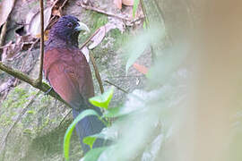 Green-billed Coucal