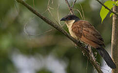 Coucal du Sénégal