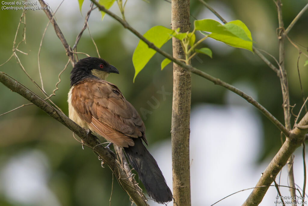 Senegal Coucaladult