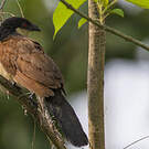 Coucal du Sénégal