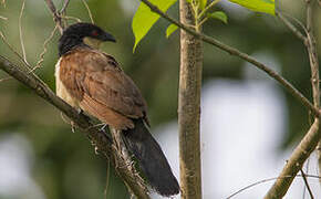 Coucal du Sénégal