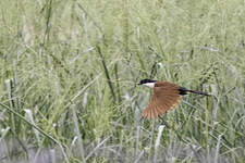 Coucal du Sénégal