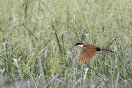 Senegal Coucal