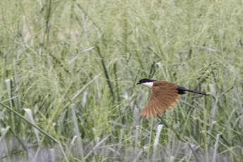 Coucal du Sénégal