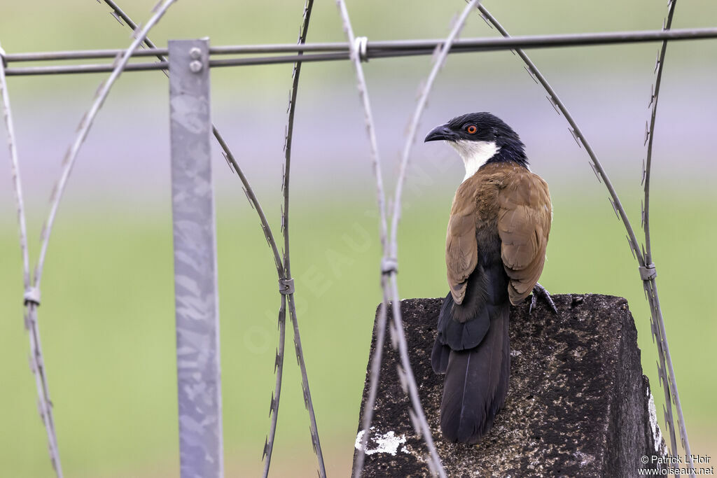 Coucal du Sénégaladulte