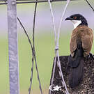 Coucal du Sénégal