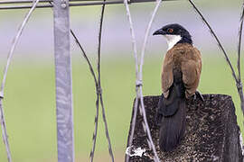 Senegal Coucal