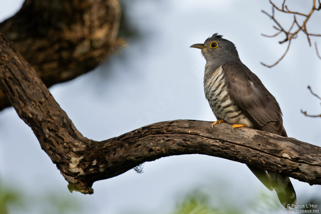 Indian Cuckooadult