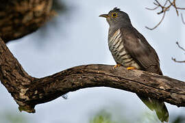 Indian Cuckoo