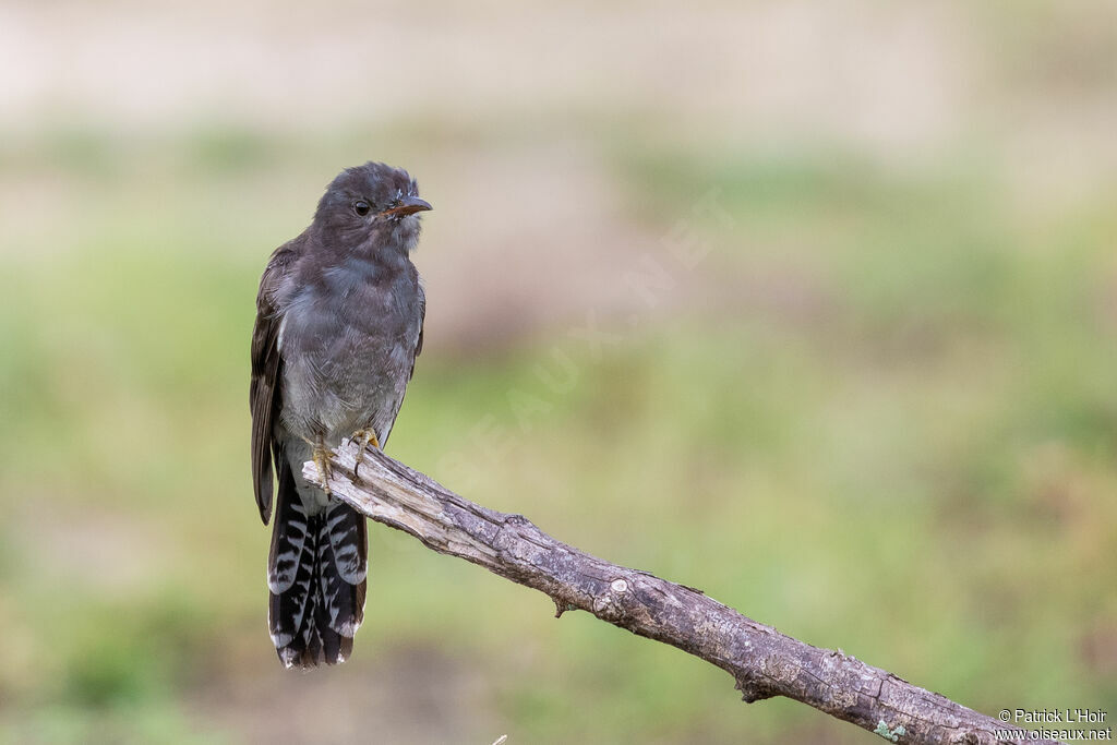 Grey-bellied Cuckooadult