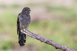 Grey-bellied Cuckoo