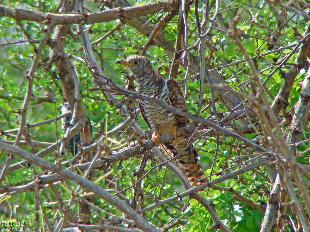 Coucou africainjuvénile, identification