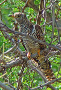 African Cuckoo