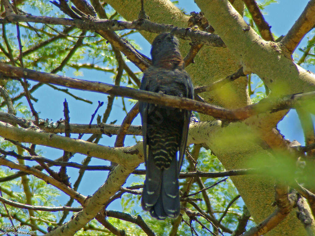 Black Cuckoo