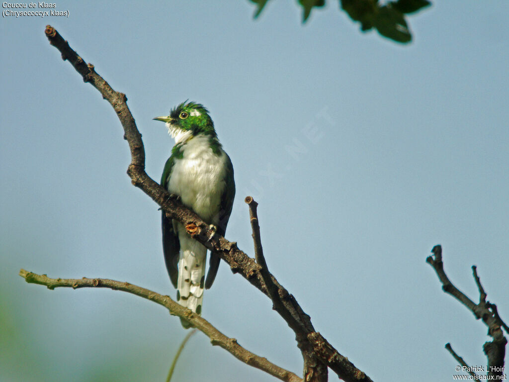 Klaas's Cuckoo