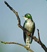 Klaas's Cuckoo