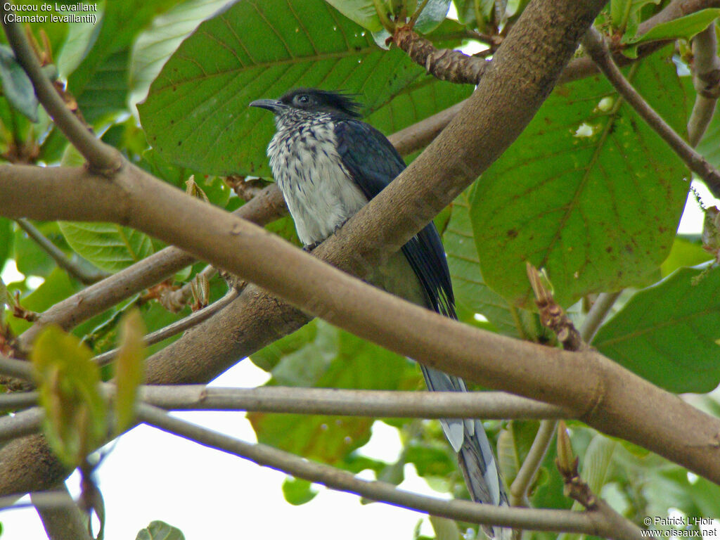 Levaillant's Cuckoo