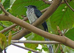 Levaillant's Cuckoo