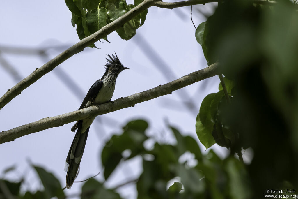 Levaillant's Cuckooadult