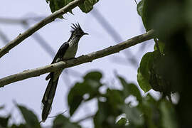 Levaillant's Cuckoo