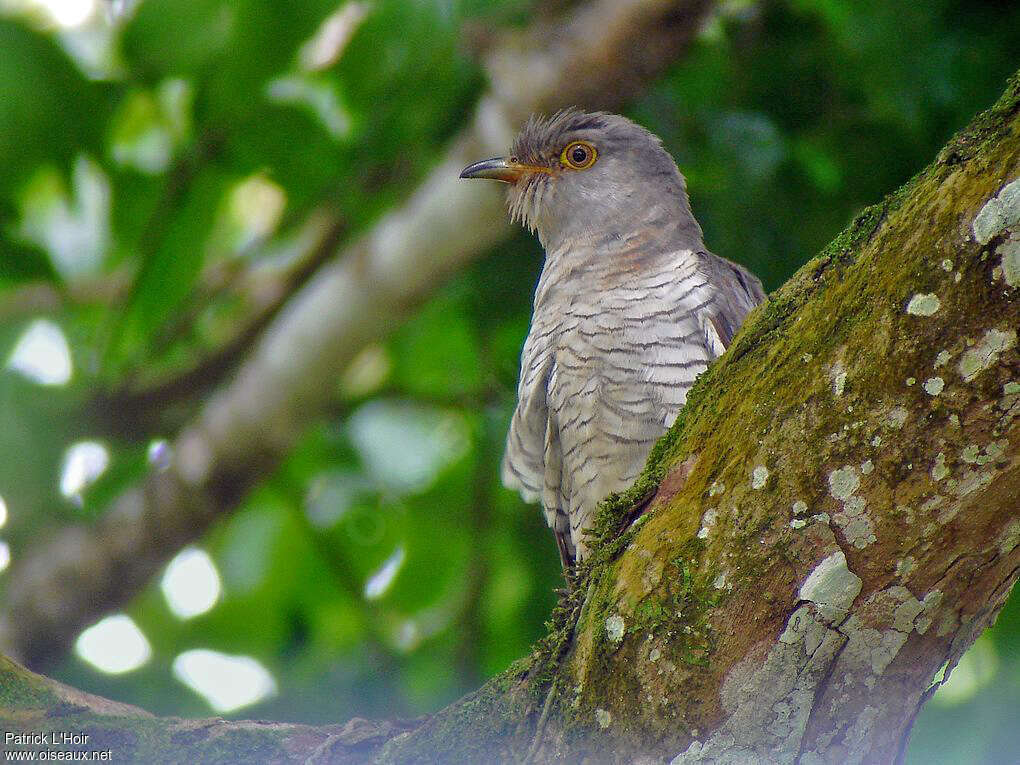 Coucou de Madagascaradulte, portrait