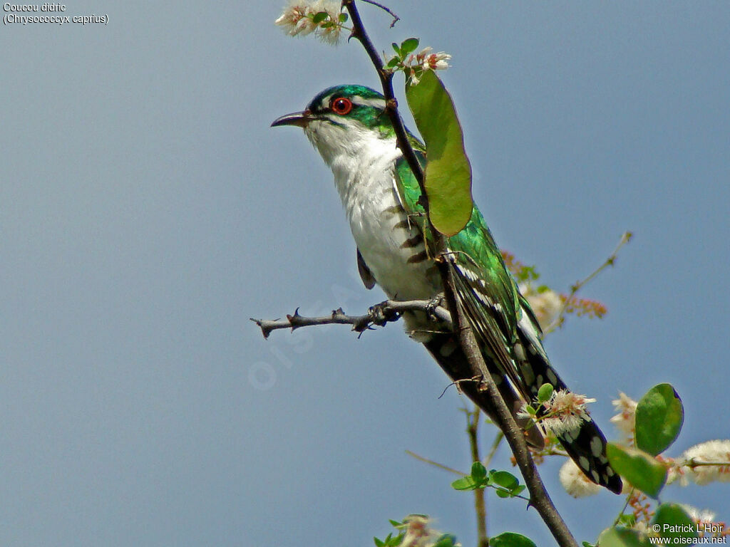 Diederik Cuckoo