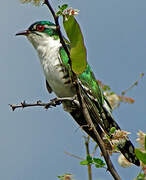 Diederik Cuckoo