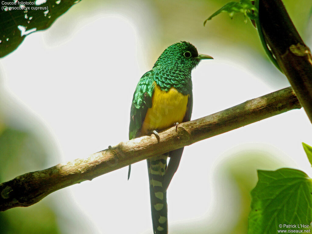 African Emerald Cuckoo male adult