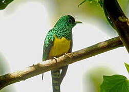 African Emerald Cuckoo